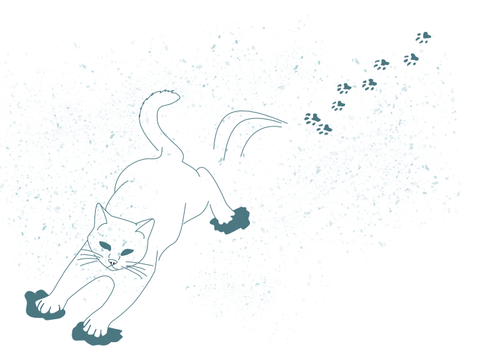 Katze spielt neugierig im Schnee, nachdem sie sich erst einmal vorsichtig herangetastet hat.